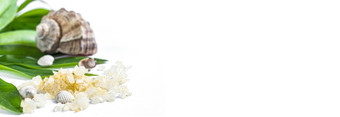 水疗中心横幅概念美治疗和程序海盐和海贝壳绿色叶白色背景拷贝酶平铺水疗中心横幅概念美治疗和程序海盐和海贝壳绿色叶白色背景