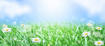 绿色草和洋甘菊的草地春天夏天自然场景与盛开的白色雏菊太阳眩光软焦点绿色草和洋甘菊的草地春天夏天自然场景与盛开的白色雏菊太阳眩光