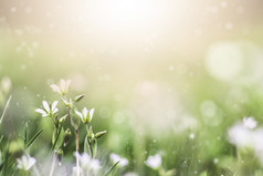 春天夏天背景与新鲜的草和白色花早....光与阳光图像纯度和新鲜自然春天夏天背景与新鲜的草和白色花早....光与阳光