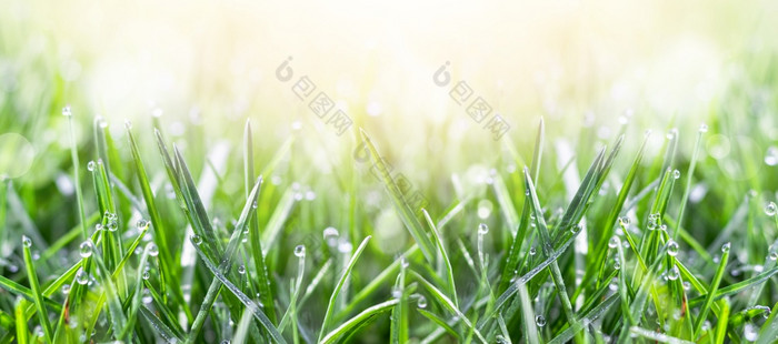 新鲜的绿色草的草地与水露水滴的早....光春天夏天背景横幅新鲜的绿色草的草地与水露水滴的早....光春天夏天背景