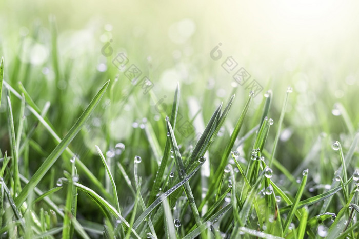 新鲜的绿色草的草地与水露水滴的早....光春天夏天背景新鲜的绿色草的草地与水露水滴的早....光