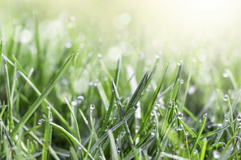 新鲜的绿色草的草地与水露水滴的早....光春天夏天背景新鲜的绿色草的草地与水露水滴的早....光