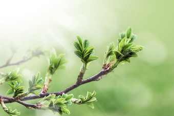 绿色分支与叶子模糊绿色植物背景的<strong>花园</strong>与复制空间使用背景自然绿色植物景观生态绿色分支与叶子模糊绿色植物背景的<strong>花园</strong>与复制空间使用背景自然绿色植物景观