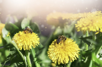 蜜蜂收集花蜜黄色的<strong>蒲公英花</strong>绿色草黄色的花粉蜜蜂工作黄色的蒲公英蜜蜂收集花蜜黄色的<strong>蒲公英花</strong>黄色的花粉蜜蜂工作黄色的蒲公英