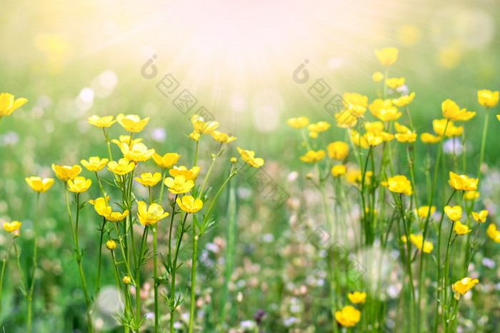 黄色的花背景夏天梅多斯和阳光黄色的野花黄色的花背景夏天梅多斯和阳光