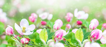 盛开的苹果树的花园特写镜头与白色花白色花的苹果树盛开的苹果树的花园特写镜头与白色花