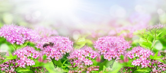 特写镜头粉红色的花下夏天春天阳光的花园使用自然景观背景壁纸植物自然特写镜头粉红色的花下夏天春天阳光的花园使用自然景观背景壁纸