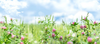 水平春天横幅与粉红色的三叶草花的草地夏天背景与野花水平春天横幅与粉红色的三叶草花的草地