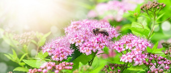 美丽的粉红色的花布鲁姆的花园夏天春天使用自然景观背景壁纸植物自然美丽的粉红色的花布鲁姆的花园夏天春天使用自然景观背景壁纸