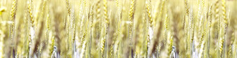 小麦小穗的场小麦小穗模式背景whspikeletswheateat小穗小麦小穗的场背景小麦小穗