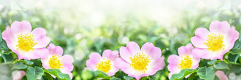 盛开的玫瑰果布什横幅与美丽的粉红色的花的夏天森林有用的药用植物为健康盛开的玫瑰果布什横幅与美丽的粉红色的花的夏天森林