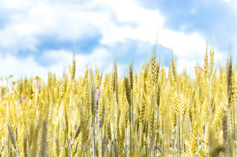 小穗成熟的小麦小穗小麦场对蓝色的天空收获概念小穗成熟的小麦小穗小麦场对蓝色的天空