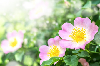 盛开的玫瑰果布什美丽的粉红色的花的夏天森林有用的药用植物为健康盛开的玫瑰果布什美丽的粉红色的花的夏天森林