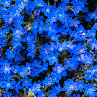 小黑暗蓝色的花<strong>勿忘</strong>我草那成长密切在一起和形式蓝色的紫罗兰色的背景
