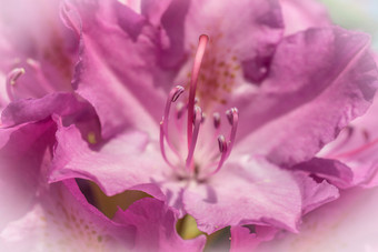 紫罗兰色的花杜鹃布什杜鹃低青光特写镜头与明亮的装饰图案宏