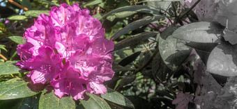 紫罗兰色的花杜鹃布什杜鹃低青光与黑色的和白色发达免费的空间的正确的一边的图片复制空间
