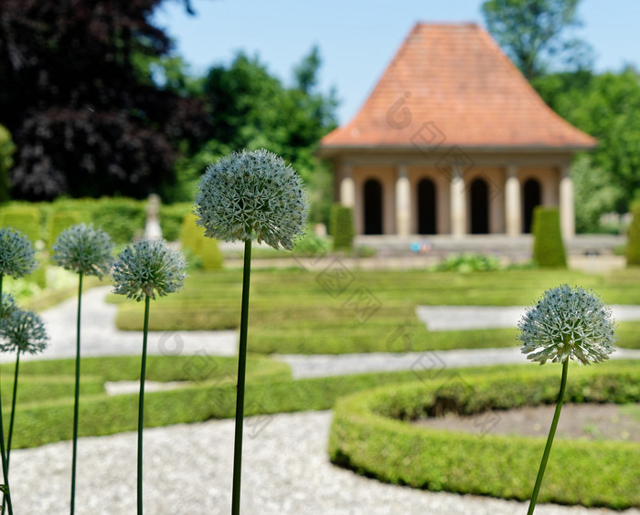 观赏大蒜葱属植物卡拉塔维恩斯巴洛克式的花园前面故意模糊展馆德国