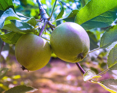 特写镜头两个小绿色苹果在一起分支的苹果树水果