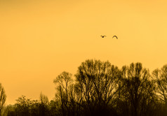 轮廓鸟日出冬天在的落叶树的海岸湖