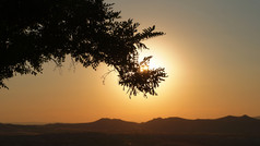 金小时安纳托利亚火鸡与的slhouette落叶树前面的低太阳