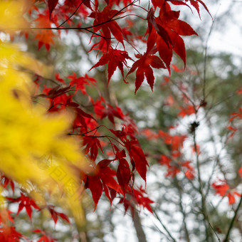 <strong>大幅</strong>说明红色的日本枫木前面模糊说明黄色的风扇枫木宏碁日本血吸虫