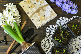 前视图风信子空白请注意园艺锅与豆芽和工具花边古董自然背景与盛开的花在室内