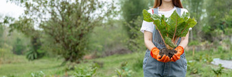 女园丁概念女十几岁的园丁连根拔起的大蔬菜与的土壤的收获季节的蔬菜情节