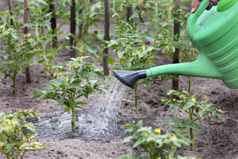 农民使用塑料浇水可以手浇水幼苗番茄的花园农民浇水番茄灌木