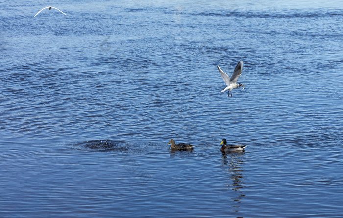 两个美丽的野生鸭子游泳沿着的光滑的表面的河和抓小弗莱当地的海鸥偷鱼从鸭子的河小鱼是抓住了和两个野生鸭子洗澡美丽的概念野生自然