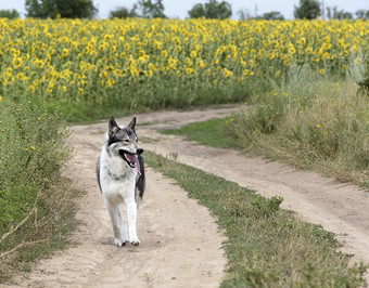 狩猎狗西伯利亚莱卡在户外走沿着污垢路在的字段向日葵和看起来密切的搜索为猎物狩猎狗西伯利亚莱卡在户外走沿着污垢路