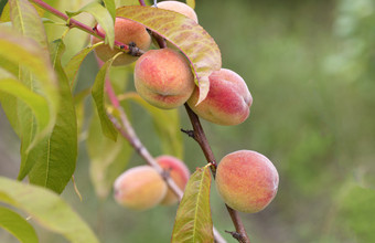 甜蜜的桃子水果日益增长的桃子树分支夏天花园成熟的甜蜜的桃子成长树分支