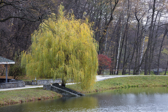 美丽的绿色哭泣柳树你分支机构的表面池塘秋天公园美丽的绿色哭泣柳树的海岸池塘秋天公园