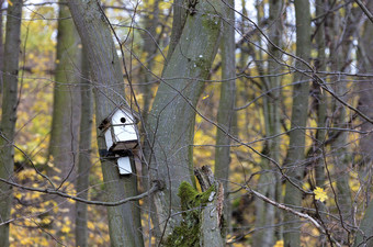 木白色禽舍挂树秋天森林禽舍挂树的森林