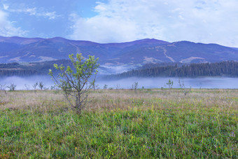 绿色草地和日益增长的年轻的树山的背景的山蓝色的雾包膜的早....山的喀尔巴阡山绿色草地和日益增长的年轻的树山的背景喀尔巴阡山脉的山的早期早....