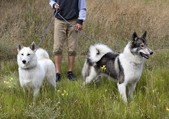 两个狩猎狗西伯利亚莱卡皮带为走一个狗完全白色的第二个黑色的与白色两个狩猎狗西伯利亚莱卡去了亨特