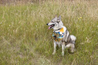 狩猎狗西伯利亚莱卡坐在的草与许多不同的奖为他的成就狩猎狗西伯利亚莱卡坐在的草与溢价带他的胸部