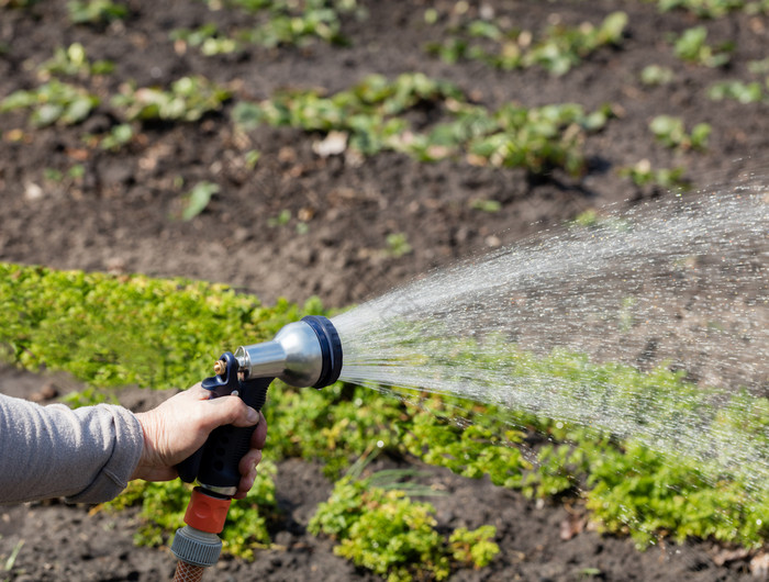 浇水的花园与浇水可以园丁持有软管为洒水装置为灌溉安装的园丁持有灌溉软管和喷雾水的花园