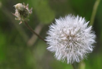 白色轮和毛茸茸的<strong>蒲公英</strong>黑暗绿色模糊背景特写镜头<strong>照片</strong>白色和毛茸茸的<strong>蒲公英</strong>黑暗绿色模糊背景