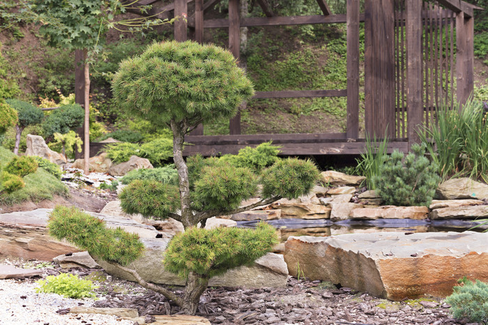 美丽的花园盆景树松树传统的日本石头花园树盆景松树日本石头花园