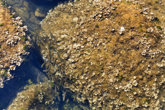 群小鱼溅在的岩石覆盖与藻类和小贝壳透明的海水域群小鱼溅清晰的海水域