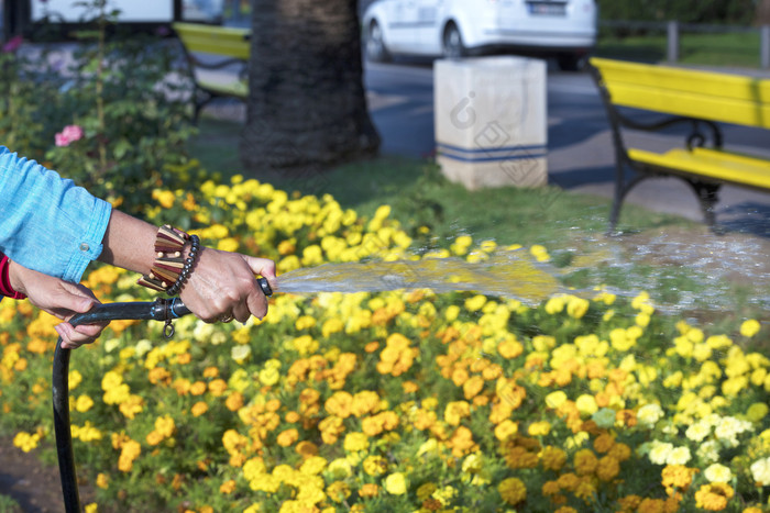 女手持有橡胶软管浇水橙色系花城市花床上女人浇水的黄色的花城市花圃