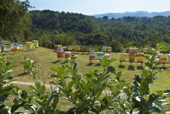绿色灌木月桂树叶子的阳光对的背景蜜蜂养蜂场草坪上的森林和山绿色灌木月桂树叶子的阳光