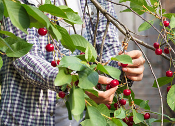 年轻的农民收获收获红色的成熟的樱桃的夏天花园特写镜头视图年轻的农民收获红色的成熟的樱桃