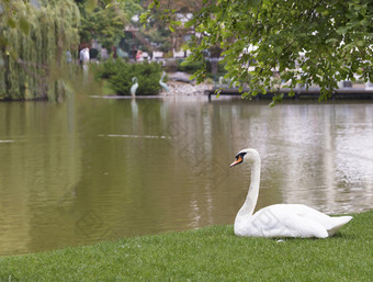 白色天鹅坐着绿色草附近城市池塘看起来的平静表面池塘白色天鹅坐着的绿色草附近的城市池塘