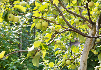 甜蜜的苹果水果日益增长的苹果树分支夏天花园成熟的甜蜜的苹果成长树分支