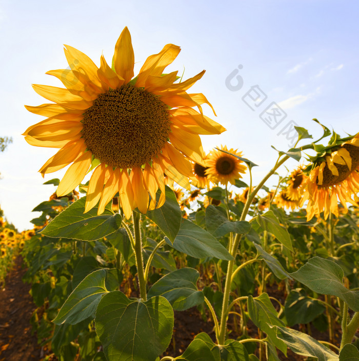 大美丽的黄色的花向日葵特写镜头对蓝色的天空大花向日葵对的蓝色的天空特写镜头