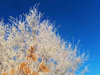 的分支机构和黄金种子灰树的霜是厚包装白霜和照亮温柔的阳光对蓝色的天空分支机构和种子灰是覆盖与霜的冷是照亮明亮的和温柔的太阳对的蓝色的天空