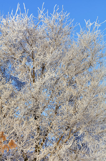 的分支机构灰树的<strong>霜</strong>是厚包装白<strong>霜</strong>和照亮温柔的阳光对蓝色的天空分支机构灰树是覆盖与白<strong>霜霜</strong>是照亮的明亮的和温柔的太阳对的蓝色的天空