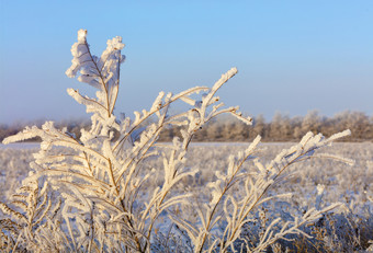 的<strong>分支机构</strong>的灌木的霜被施了魔法照亮阳光对的背景白雪覆盖的场的地平线和的蓝色的天空的<strong>分支机构</strong>的灌木霜是照亮明亮的和温柔的阳光对的蓝色的天空