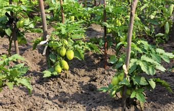 灌木绿色西红柿是系木棒成长的花园床上和照亮阳光灌木绿色西红柿成长的花园床上和照亮阳光